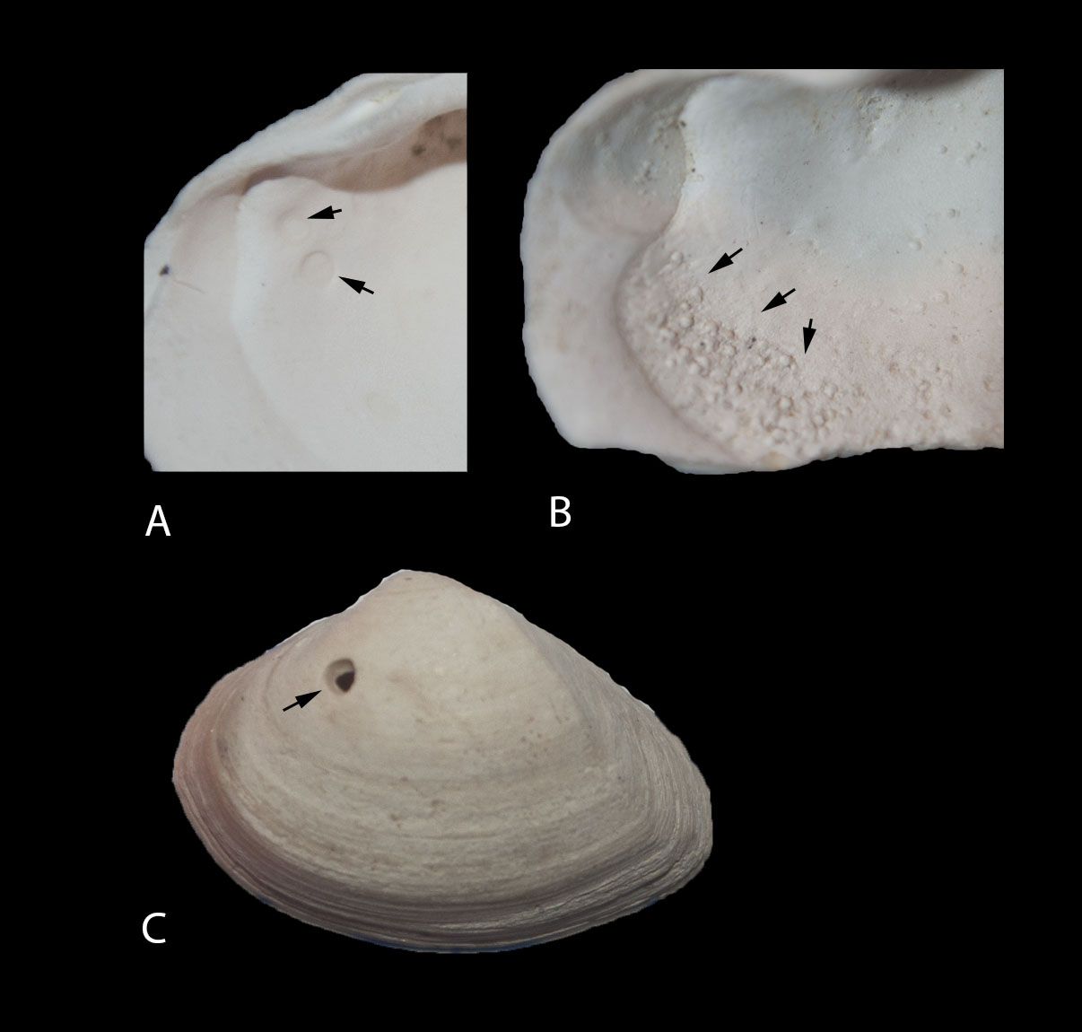 Re Fig 2 Time Scavengers