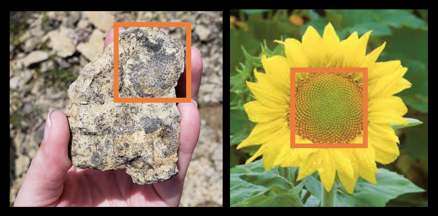 Recepticulites Time Scavengers