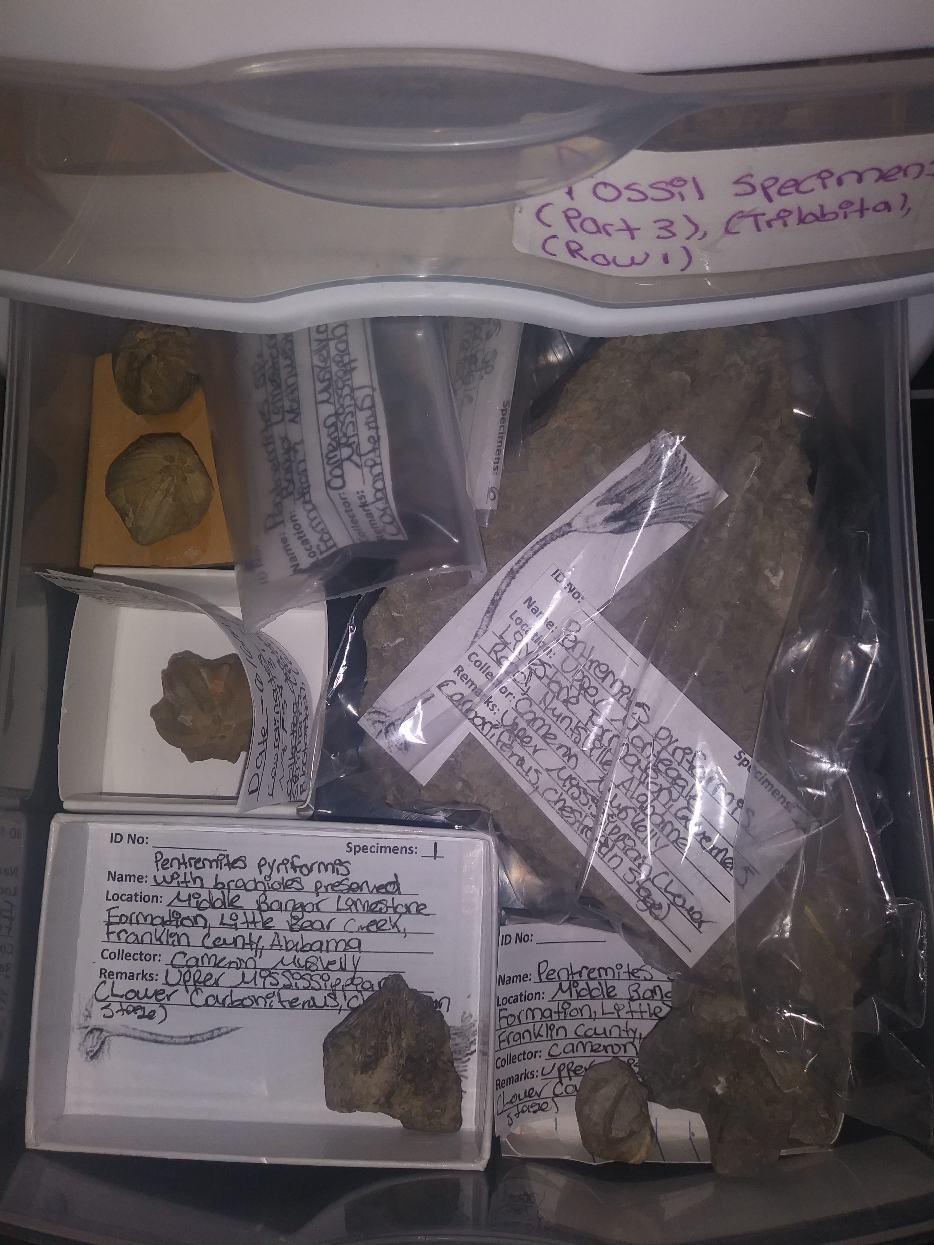 Collection2 Time Scavengers