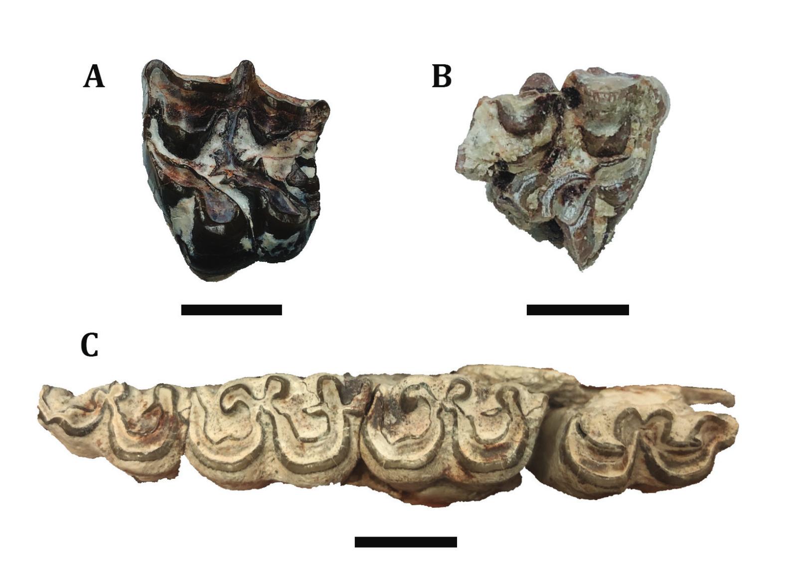 fig2 – Time Scavengers
