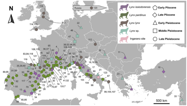Fossilized Lynx skulls from Southern Italy provide a window into the ...