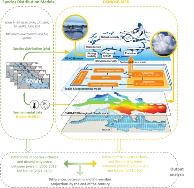 Species distribution models and predictions tend to skew data trends ...